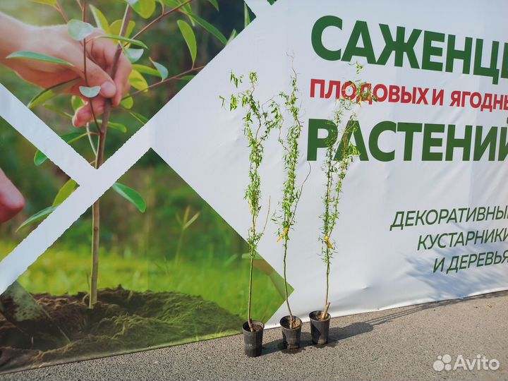 Растения на штамбе