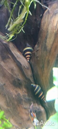 Аквариумное растение, прополка