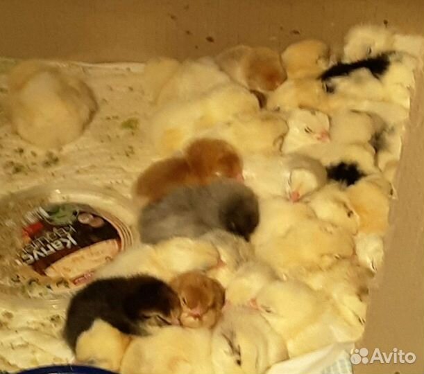 Инкубационное яйцо кур несушек