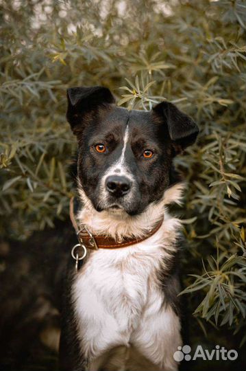 Метис бордер колли Тагир в поисках мампап