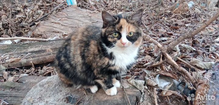 Кошки в добрые руки бесплатно