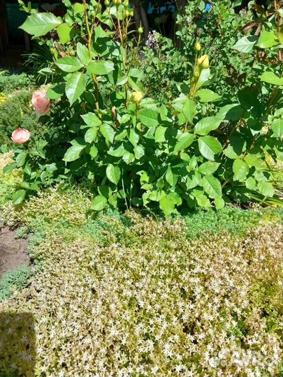 Почвопокровники