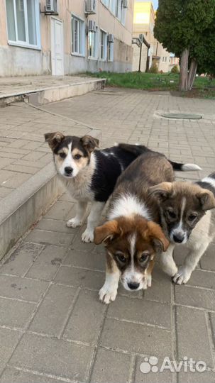 Собака в добрые руки щенок