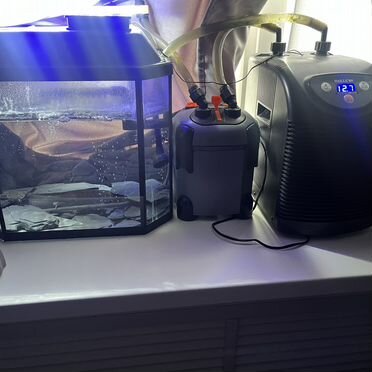 Аксолотль,аквариум с фильтром и чиллером