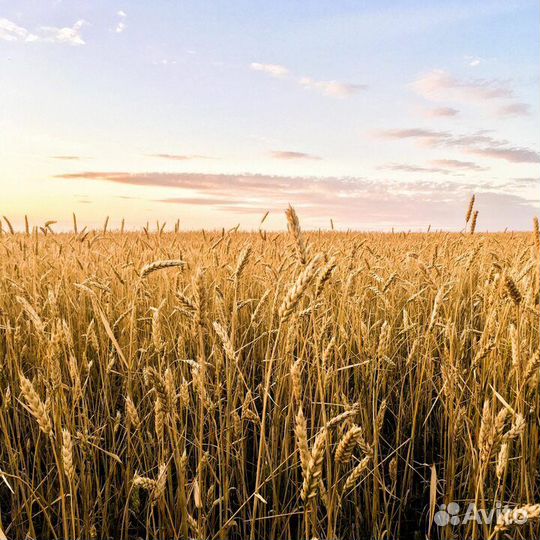 Семена пшеницы