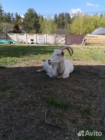 Козье молоко, творог