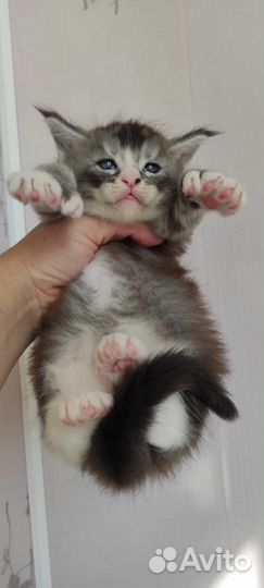 Котята мейн-кун полидакт