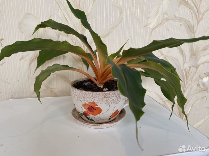 Хлорофитум оранж домашние цветы комнатное растение