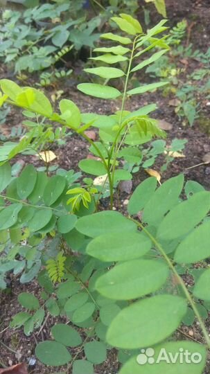 Аморфа кустарниковая