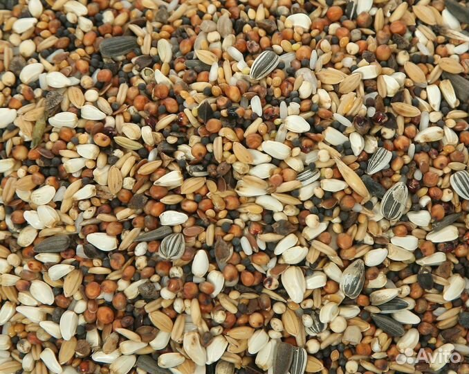 Корм для птиц