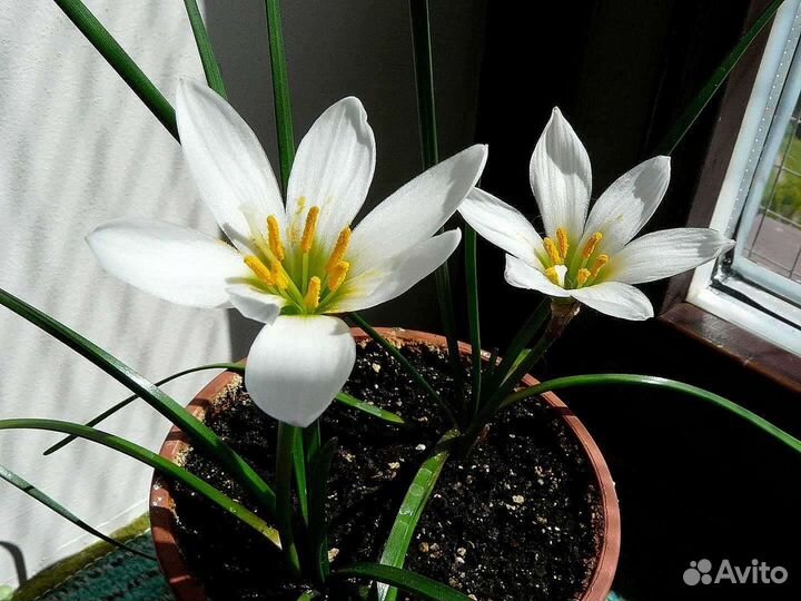 Зефирантес