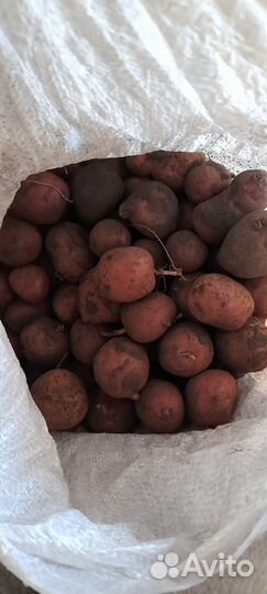 Картофель мелкийй