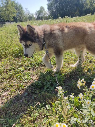 Щенок мальчик хаски