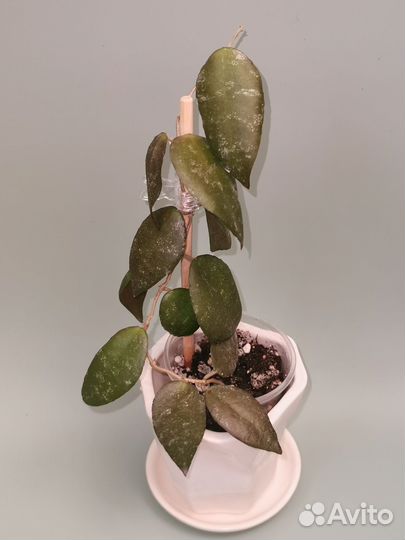 Комнатные цветы разные