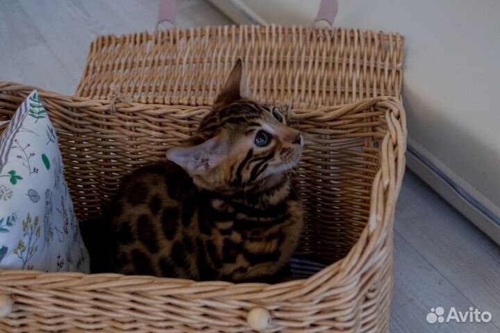 Бенгальские котята