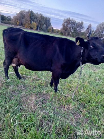 Корова, телка