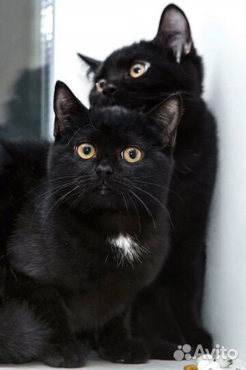 Котята шикарные