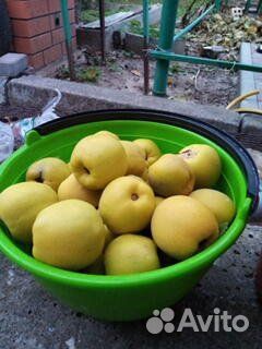 Саженцы Японской айвы