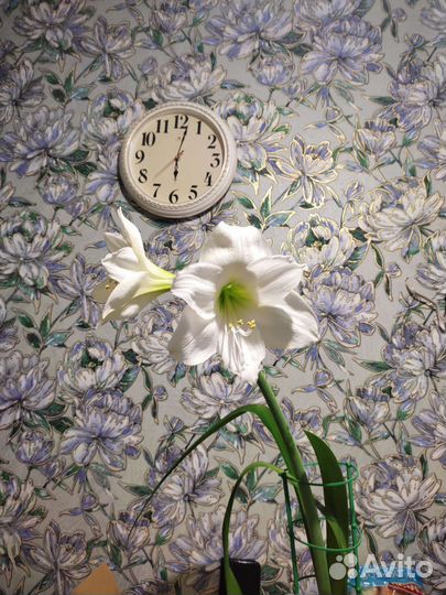 Диффенбахия