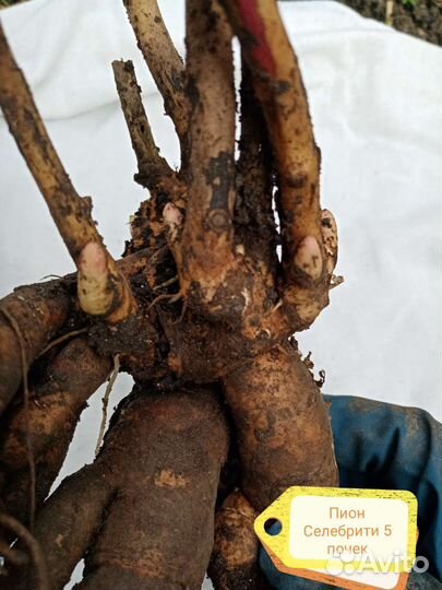 Пион Селебрите