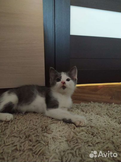 Кошка в дар бесплатно