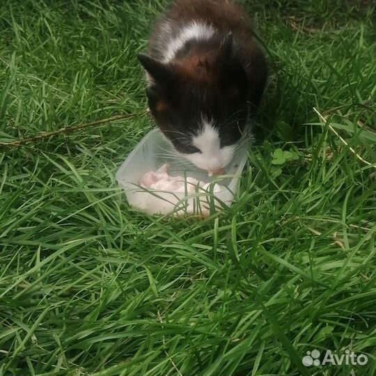 Котик в добрые руки