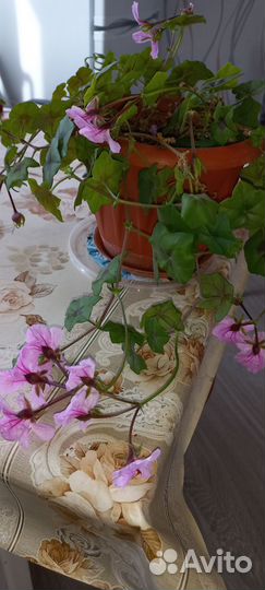 Пальма панданус