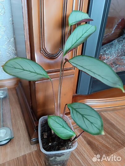 Ктенанта, фиалка