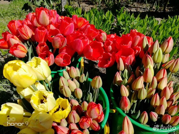 Тюльпаны цветы