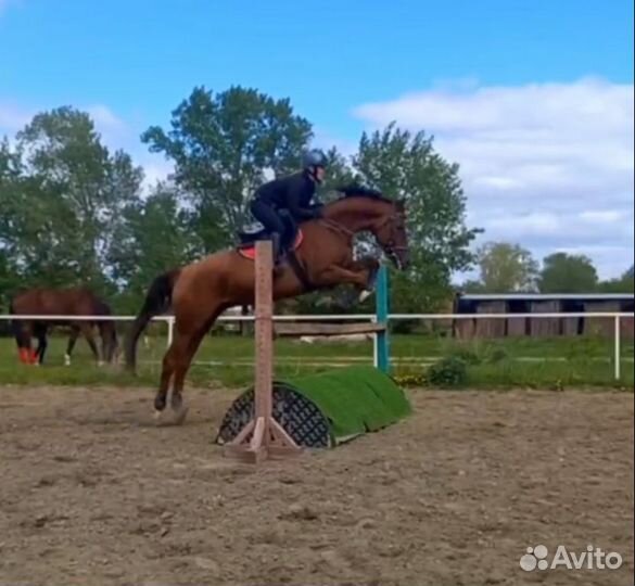 Буденновский жеребец