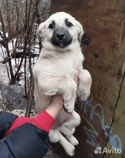 Щенок в добрые руки бесплатно