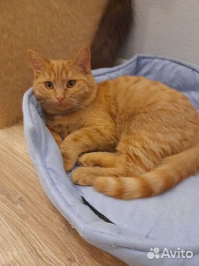Рыжий котенок