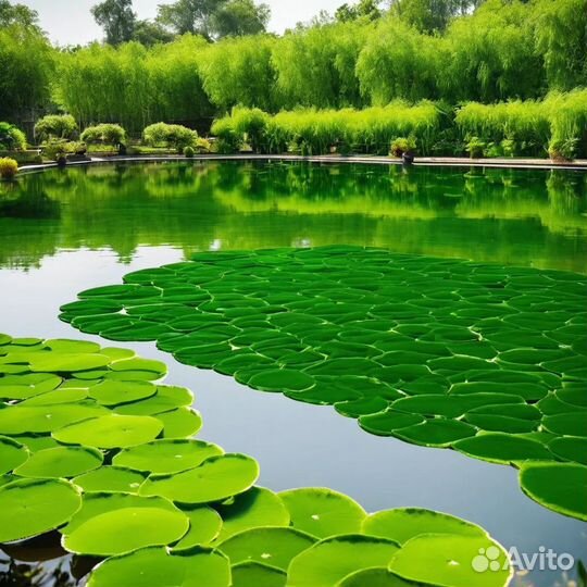 Хлорелла для водоемов