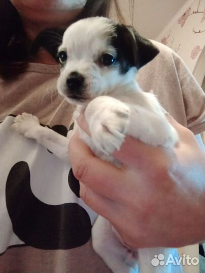 Щенки тойтерьер мини