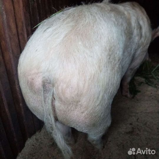 Свиноматка