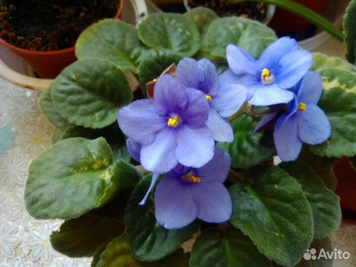 Фиалки цветущие