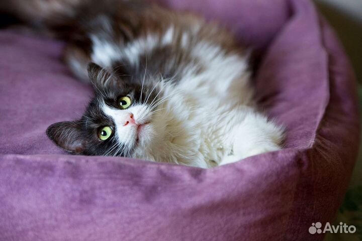 Кошка Белочка из д н р мечтает о семье