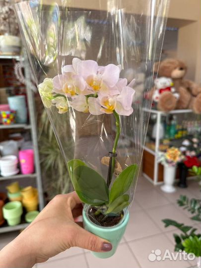 Мини орхидея