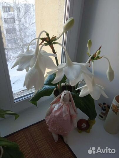 Заяц тильда