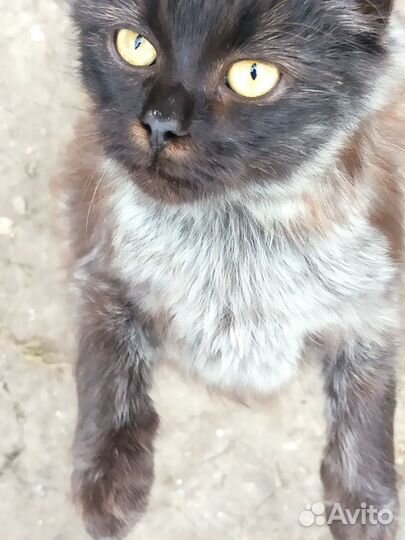 Кот