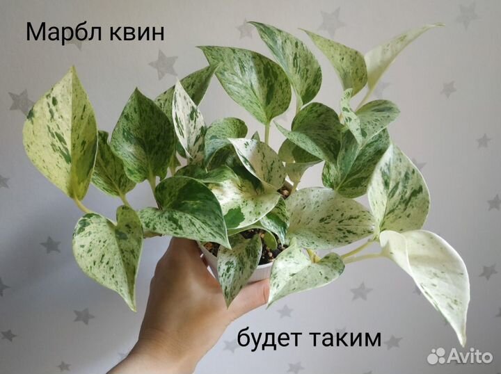 Домашние растения