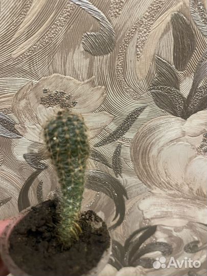 Одинокий Кактус Геннадий