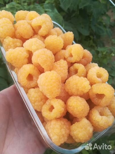 Малина свежая, вкуснейшая, отборная, местная