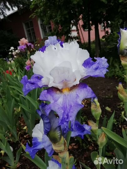 Морозостойкие ирисы бородатые для Сибири