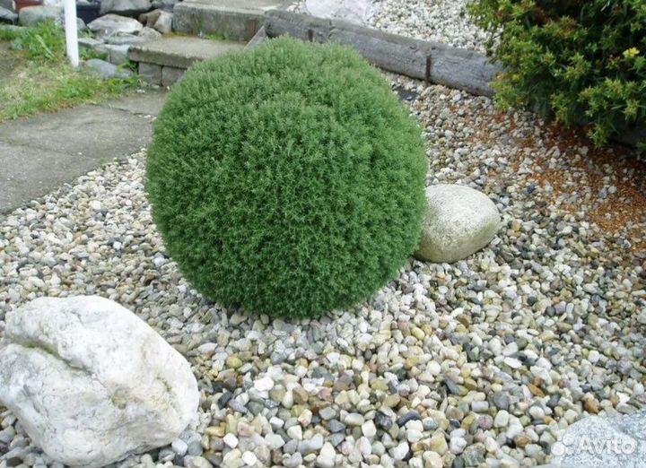 Туи теди, вересковидная ericoides,тис ягодный,кедр