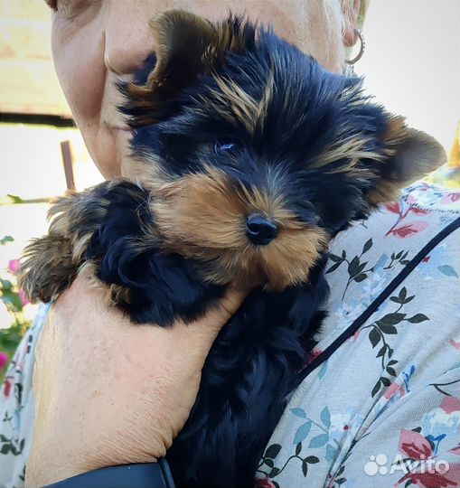 Йоркширский терьер девочка