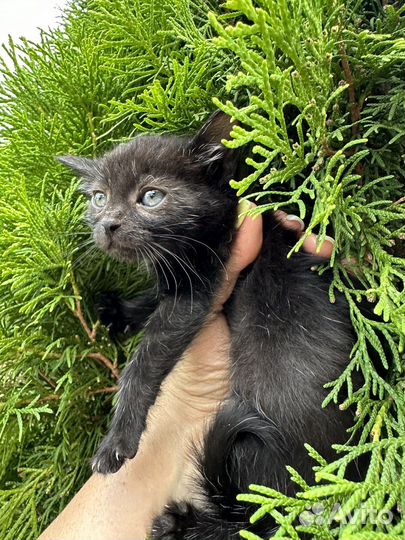 Котенок 1,5 месяца