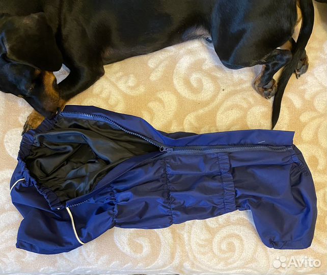 Комбинезон для таксы