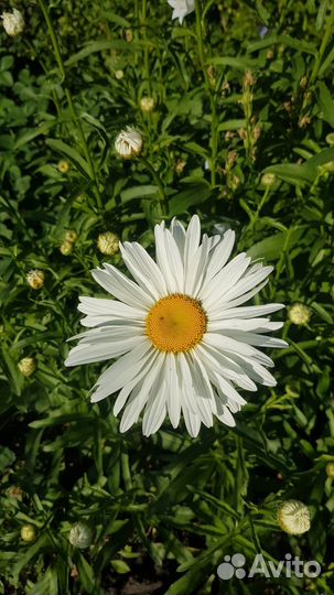Ромашка крупная
