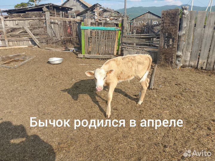 Овцы бараны ягнята,крс